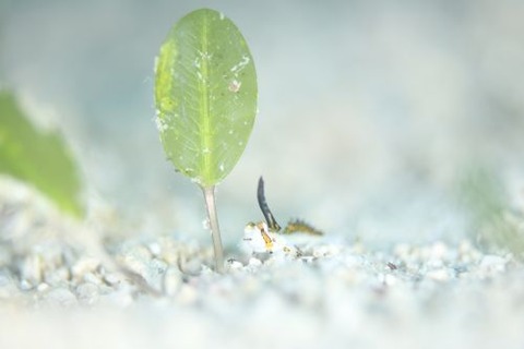 イッポンテグリ