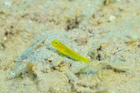 ハゼ科の1種