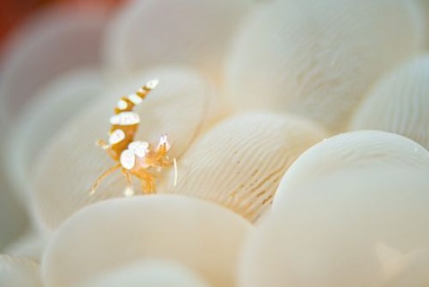 イソギンチャクモエビ