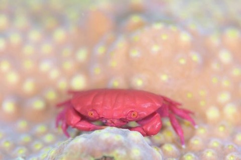 オウギガニ科の1種
