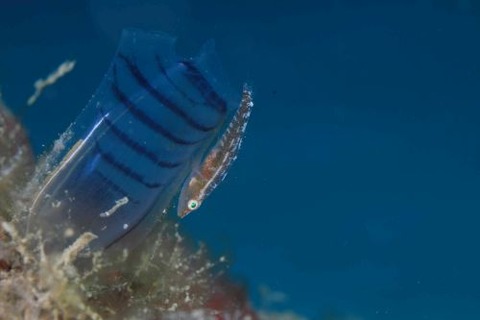 ウミショウブハゼ属の1種