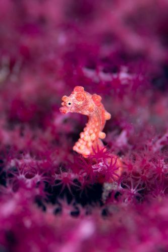 Hippocampus bargibanti