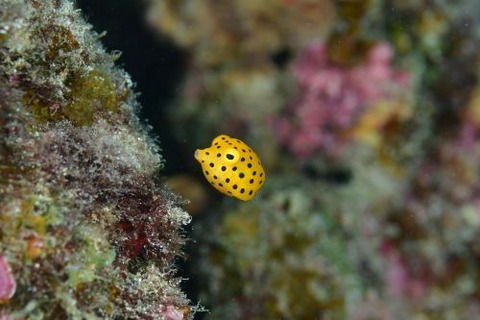 ミナミハコフグ