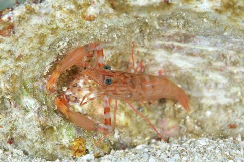 フウライテナガエビ