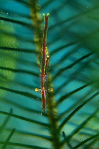 ホソウミシダヤドリエビ