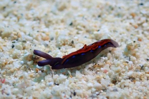 アカフチミドリガイ