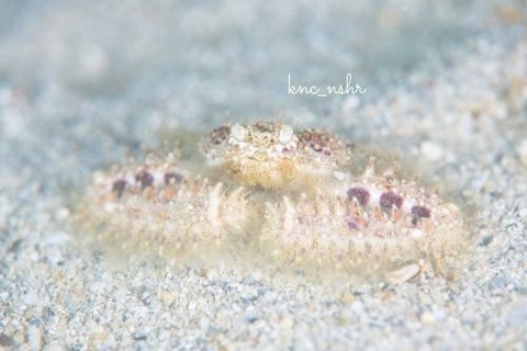 ヒシガニ科の1種