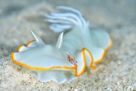 ウミウシカクレエビ