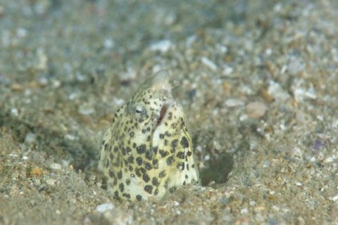 モンヒモウミヘビ