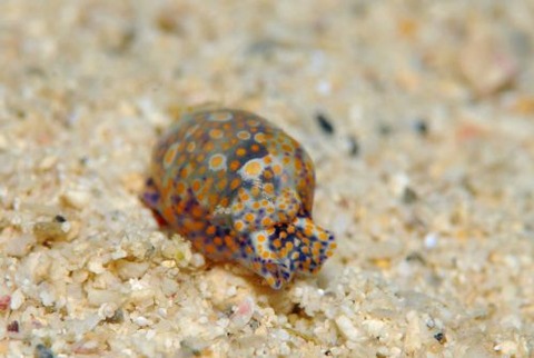 ブドウガイ科の1種