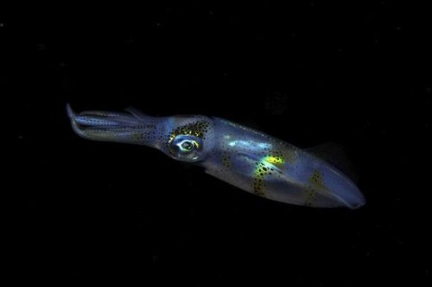 刺激的な水中生物