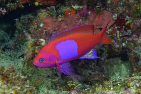 スミレナガハナダイ