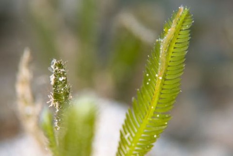 トガリモエビ属の1種