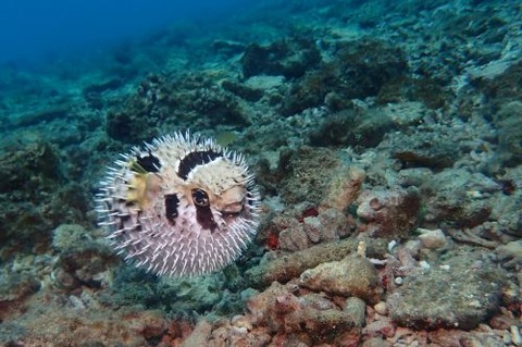 ヒトヅラハリセンボン