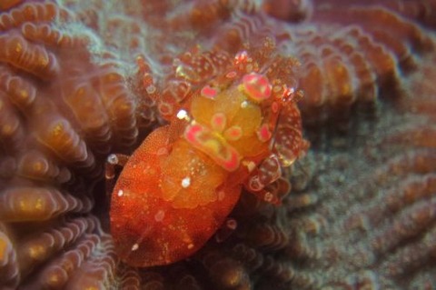 ホヤカクレエビ