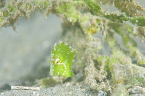 セダカカワハギ