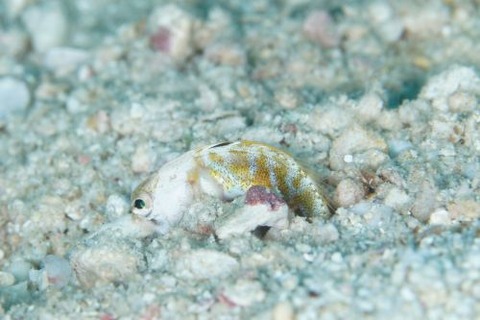 アゴアマダイ属の1種