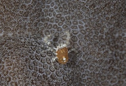 コシオリエビ科の1種