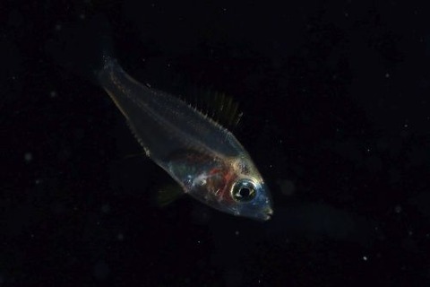 刺激的な水中生物