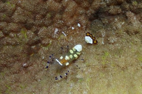 イソギンチャクエビ