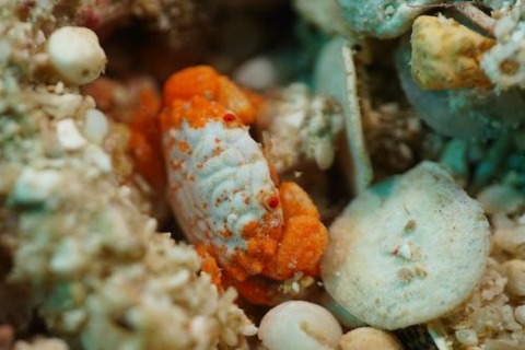 オウギガニ科の1種