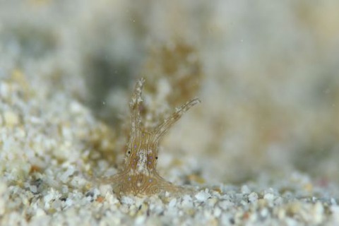 クロスジアメフラシ