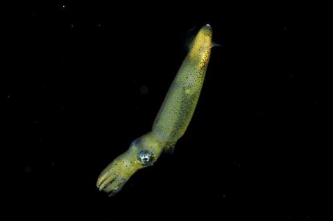 刺激的な水中生物