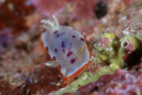 ウミウシ不明種