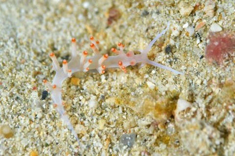 ミノウミウシ亜目の1種