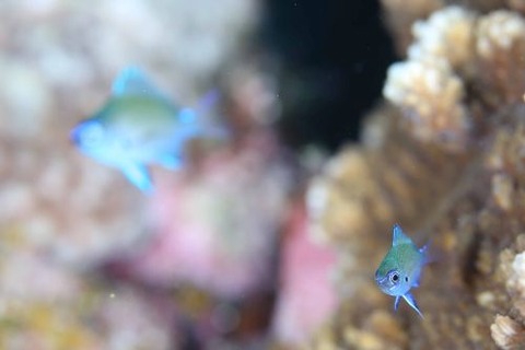 アマミスズメダイ