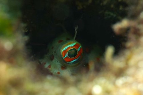 モンツキカエルウオ