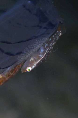 ウミショウブハゼ属の1種