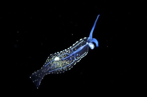 刺激的な水中生物