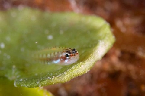 ハナグロイソハゼ