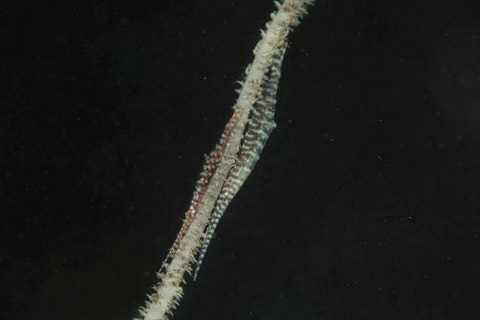 トゼウマ・アルマートゥム