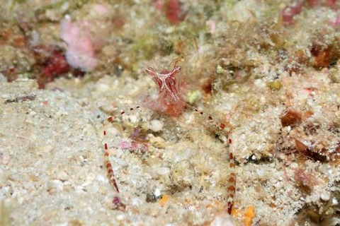 ライデンテナガカクレエビ