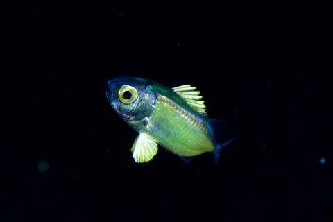 刺激的な水中生物