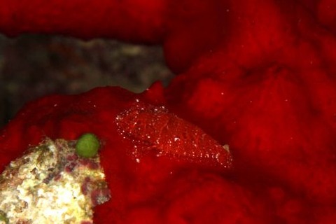 ヂェラストカリス・パロンアェ