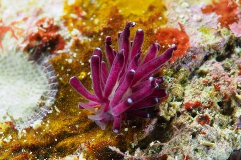 テルギペス属の1種