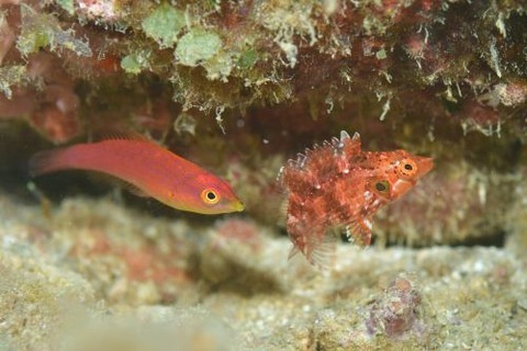 タヌキオハグロベラ