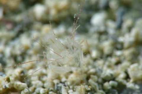 サンゴヒメエビ