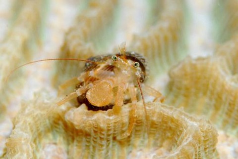 トリコパグルス・マクロケラ