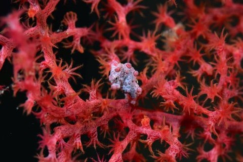 Hippocampus bargibanti