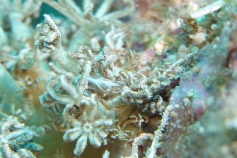 カクレモエビ属の1種