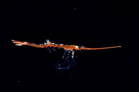 刺激的な水中生物