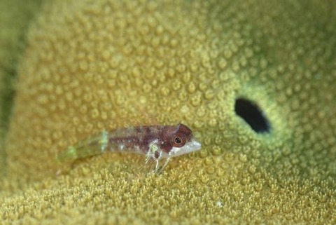 ソメワケヘビギンポ