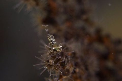 ブラックコーラルシュリンプ