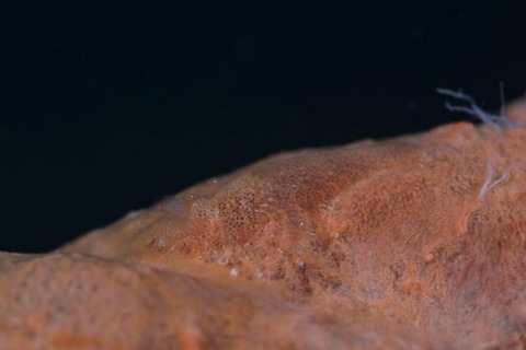 ヂェラストカリス・パロンアェ