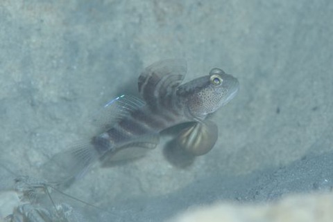 カスリハゼ属の1種