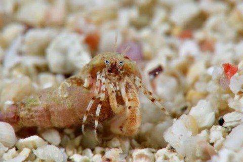 ツノヤドカリ属の1種